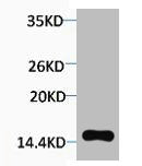 Western blot analysis of extracts from Hela cells, 1:2000.