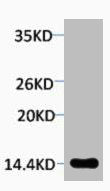 Western blot analysis of extracts from Hela cells, 1:2000.