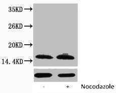 Western blot analysis of extracts from Hela cells, untreated (-) or treated, 1:5000.