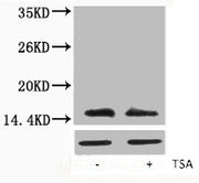 Western blot analysis of extracts from Hela cells, untreated (-) or treated, 1:5000.