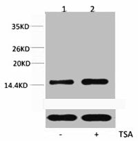 Western blot analysis of extracts from Hela cells, untreated (-) or treated, 1:5000.
