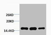 Western blot analysis of 1) Hela, 2) 3T3, 3) Raw264.7, diluted at 1:2000.