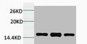Western blot analysis of 1) Hela, 2) 3T3, 3) Raw264.7, diluted at 1:2000.