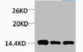 Western blot analysis of 1) Hela, 2) Rat Brain, 3) 3T3, diluted at 1:2000.