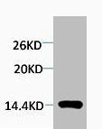 Western blot analysis of extracts from Hela cells, 1:2000.
