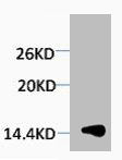 Western blot analysis of extracts from Hela cells, 1:2000.