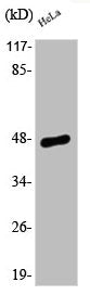 Western Blot analysis of HeLa cells using Phospho-AP-1 (S63) Polyclonal Antibody