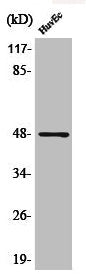 Western Blot analysis of HuvEc cells using Phospho-AP-1/Jun D (S73/100) Polyclonal Antibody