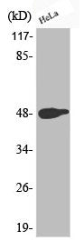 Western Blot analysis of HeLa cells using Phospho-AP-1 (T239) Polyclonal Antibody
