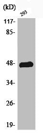 Western Blot analysis of 293 cells using Phospho-AP-1 (T93) Polyclonal Antibody