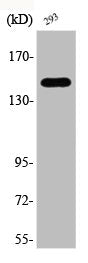 Western Blot analysis of 293 cells using Phospho-ASK 1 (S966) Polyclonal Antibody