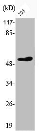 Western Blot analysis of 293 cells using Phospho-ATF-2 (T73) Polyclonal Antibody
