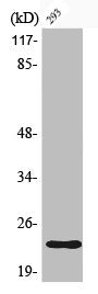 Western Blot analysis of 293 cells using Phospho-Bad (S112) Polyclonal Antibody
