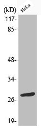 Western Blot analysis of HeLa cells using Phospho-Bcl-2 (S70) Polyclonal Antibody