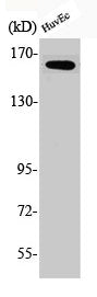 Western Blot analysis of HuvEc cells using Phospho-Bcr (Y177) Polyclonal Antibody