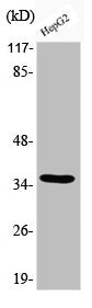 Western Blot analysis of HepG2 cells using Phospho-C/EBP β (T235) Polyclonal Antibody