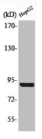 Western Blot analysis of HepG2 cells using Phospho-Calnexin (S583) Polyclonal Antibody