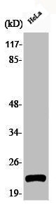 Western Blot analysis of HeLa cells using Phospho-Caveolin-1 (Y14) Polyclonal Antibody