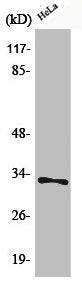 Western Blot analysis of HeLa cells using Phospho-Cdc2 (T161) Polyclonal Antibody
