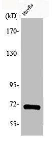 Western Blot analysis of HuvEc cells using Phospho-Cdc25A (S75) Polyclonal Antibody