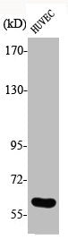 Western Blot analysis of HuvEc cells using Phospho-Cdc25C (S216) Polyclonal Antibody
