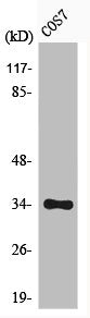 Western Blot analysis of COS7 cells using Phospho-Cdk1/2/3 (T14) Polyclonal Antibody