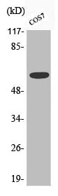 Western Blot analysis of COS7 cells using Phospho-Chk2 (S516) Polyclonal Antibody