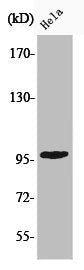 Western Blot analysis of HELA cells using Phospho-Chk2 (T68) Polyclonal Antibody