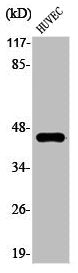 Western Blot analysis of HuvEc cells using Phospho-Connexin 43 (S368) Polyclonal Antibody