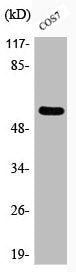 Western Blot analysis of COS7 cells using Phospho-c-Src (Y529) Polyclonal Antibody