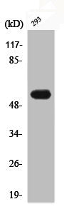 Western Blot analysis of 293 cells using Phospho-Cytokeratin 8 (S73) Polyclonal Antibody