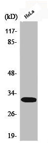 Western Blot analysis of HeLa cells using Phospho-DARPP-32 (T75) Polyclonal Antibody