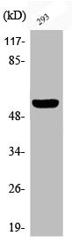 Western Blot analysis of 293 cells using Phospho-Dok-1 (Y362) Polyclonal Antibody