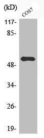 Western Blot analysis of COS7 cells using Phospho-Dok-2 (Y299) Polyclonal Antibody