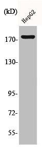 Western Blot analysis of HepG2 cells using Phospho-EGFR (Y1092) Polyclonal Antibody