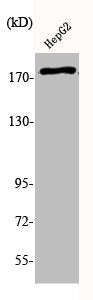 Western Blot analysis of HepG2 cells using Phospho-EGFR (Y1110) Polyclonal Antibody