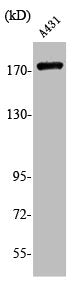 Western Blot analysis of A431 cells using Phospho-EGFR (Y1197) Polyclonal Antibody