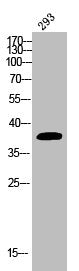 Western Blot analysis of 293 cells using Phospho-eIF2α (S51) Polyclonal Antibody
