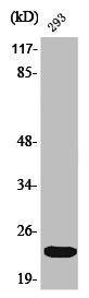 Western Blot analysis of 293 cells using Phospho-eIF4E (S209) Polyclonal Antibody