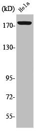 Western Blot analysis of HeLa cells using Phospho-Erbin (Y1104) Polyclonal Antibody