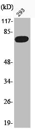 Western Blot analysis of 293 cells using Phospho-FoxO1 (S319) Polyclonal Antibody