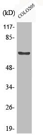 Western Blot analysis of COLO205 cells using Phospho-FoxO4 (S197) Polyclonal Antibody