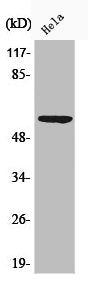 Western Blot analysis of HeLa cells using Phospho-G3BP1 (S232) Polyclonal Antibody