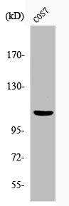 Western Blot analysis of COS7 cells using Phospho-Gab 1 (Y627) Polyclonal Antibody