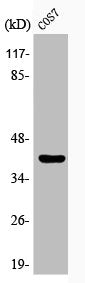Western Blot analysis of COS7 cells using Phospho-GATA-1 (S310) Polyclonal Antibody