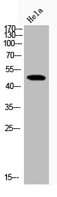 Western Blot analysis of Hela cells using Phospho-GSK3β (S9) Polyclonal Antibody