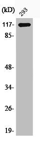 Western Blot analysis of 293 cells using Phospho-HDAC4 (S632) Polyclonal Antibody