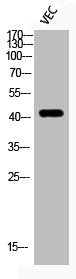 Western Blot analysis of VEC cells using Phospho-HDAC8 (S39) Polyclonal Antibody