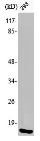 Western Blot analysis of 293 cells using Phospho-Histone H2A.X (S139) Polyclonal Antibody