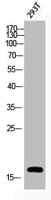 Western Blot analysis of 293T cells using Phospho-Histone H3 (S28) Polyclonal Antibody